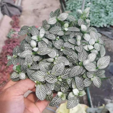 网纹草基地直发