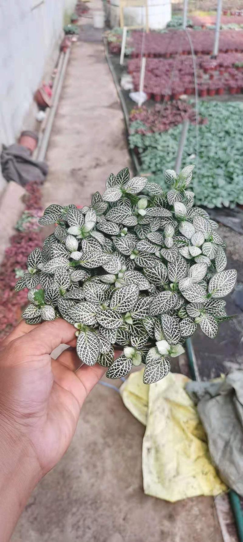 网纹草基地直发