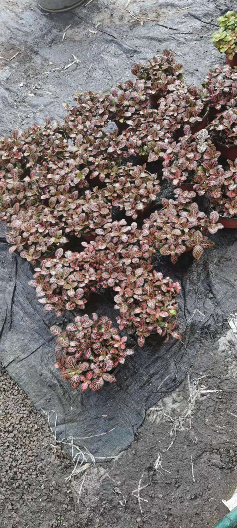 网纹草基地直发