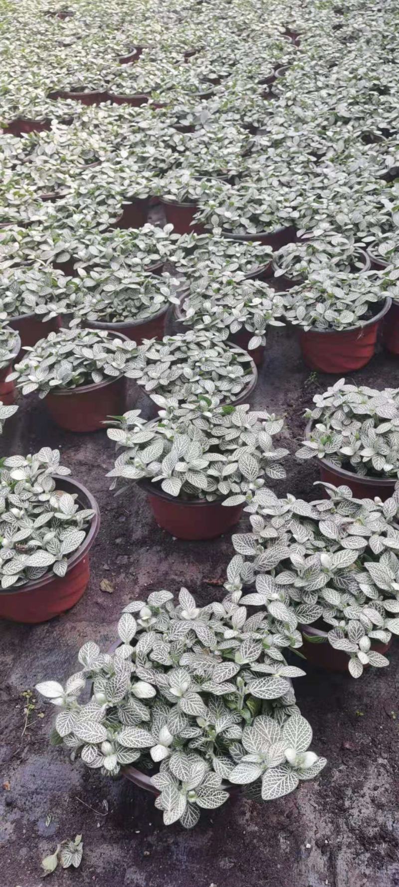 网纹草基地直发