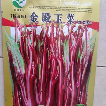 红菜苔种子新改良，金殿玉菜，侧苔长势快苔粗，，早中熟品种