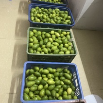 广东香水柠檬