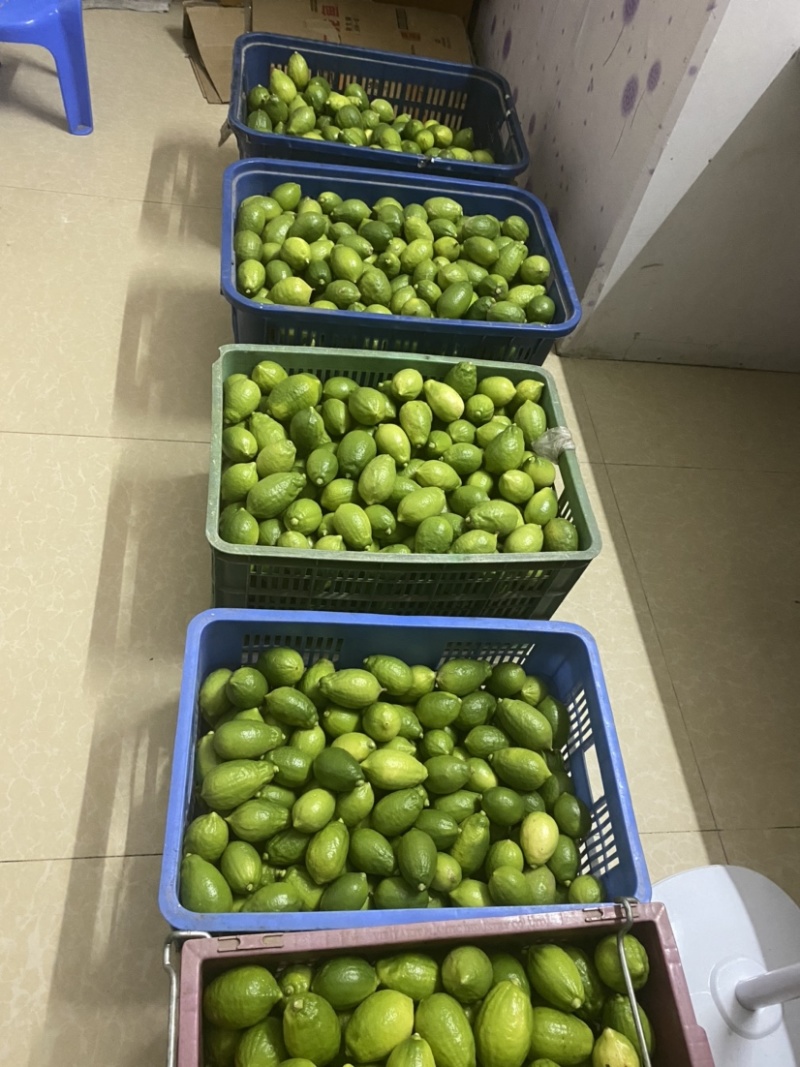 广东香水柠檬