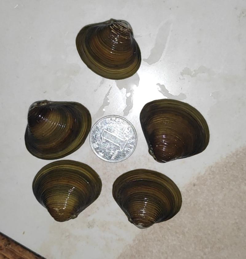 河蚬，黄沙蚬，溪蚬，蚬子，手工货