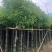 广东普宁香樟，香樟袋苗，基地直销，量大从优，品质保证