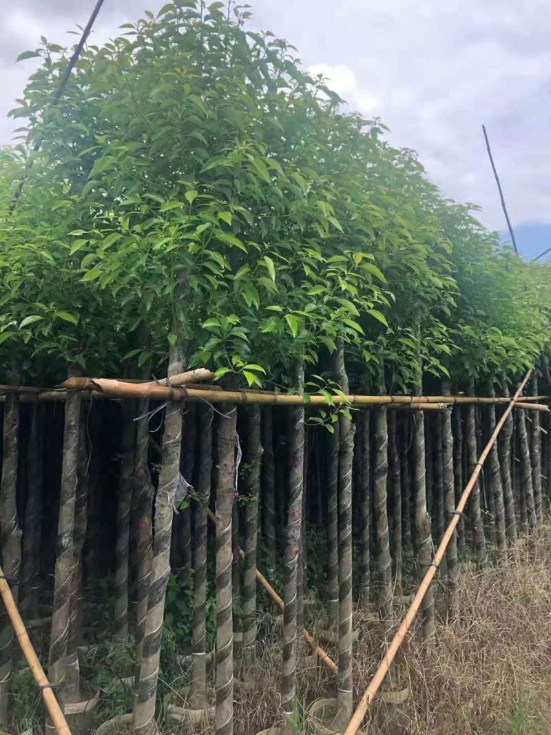 广东普宁香樟，香樟袋苗，基地直销，量大从优，品质保证