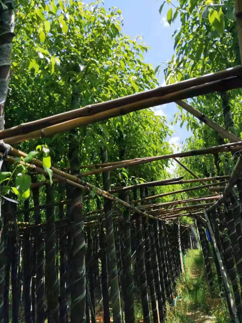 广东普宁香樟，香樟袋苗，基地直销，量大从优，品质保证