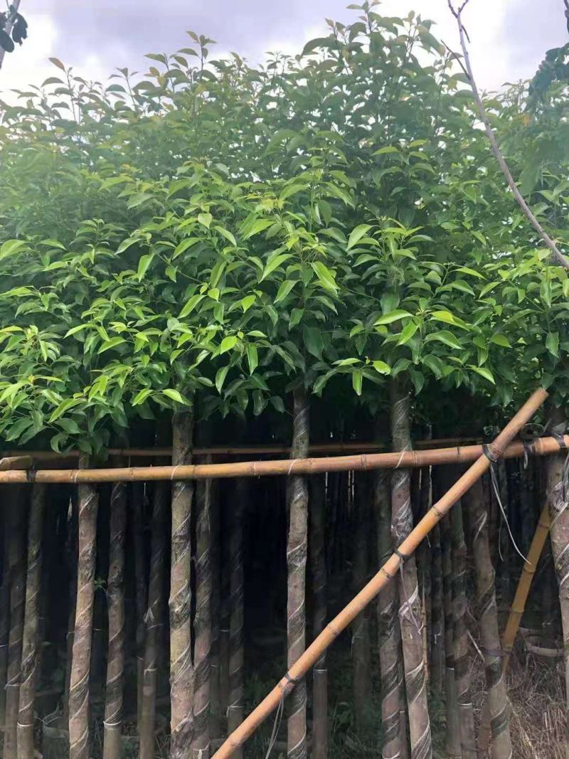 广东普宁香樟，香樟袋苗，基地直销，量大从优，品质保证
