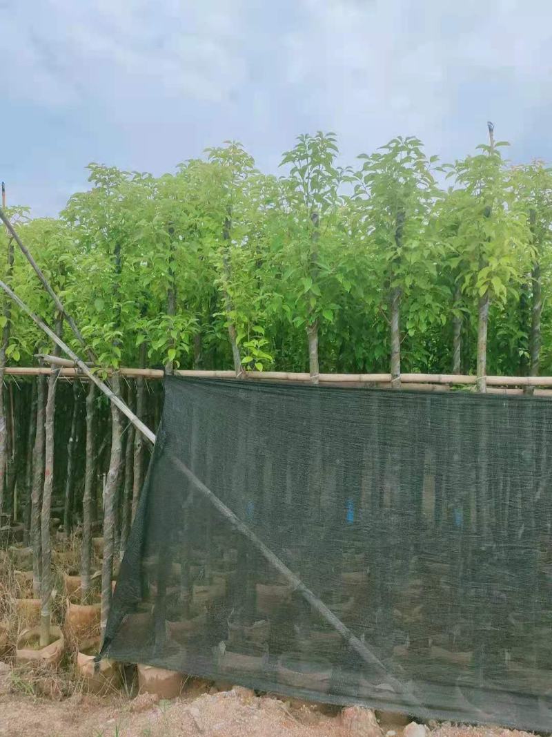 广东普宁香樟，香樟袋苗，基地直销，量大从优，品质保证