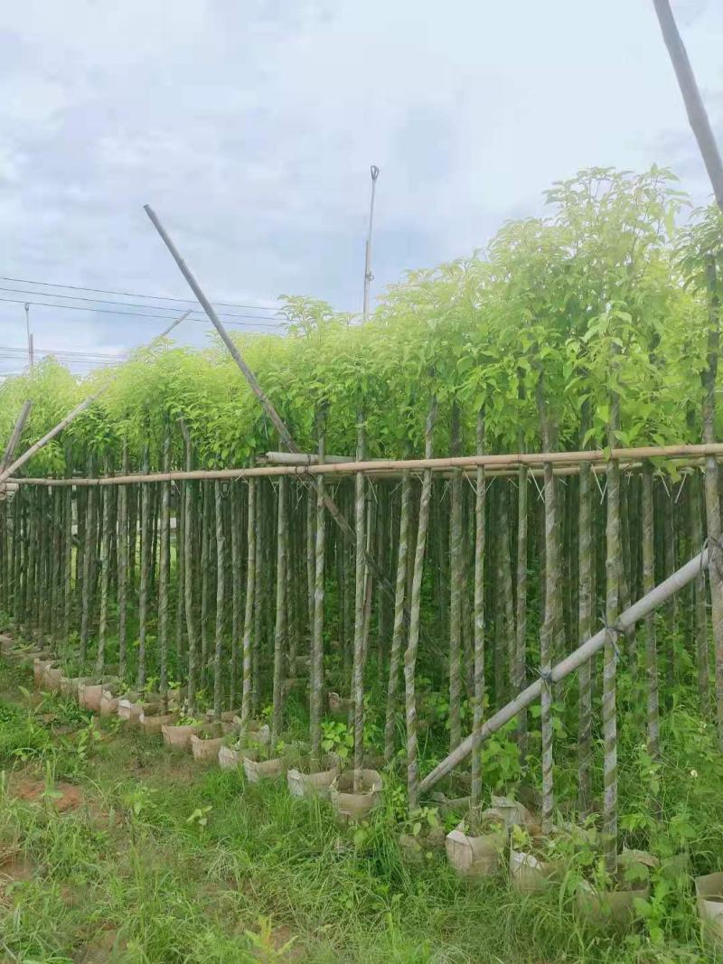 广东普宁香樟，香樟袋苗，基地直销，量大从优，品质保证