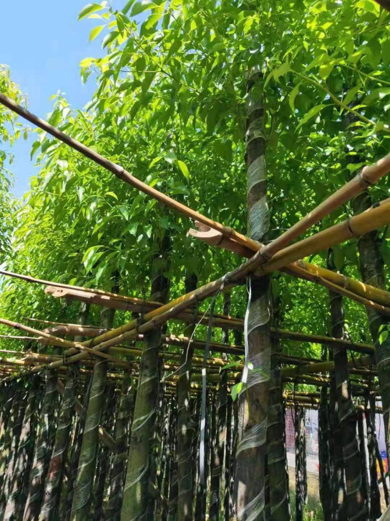广东普宁香樟，香樟袋苗，基地直销，量大从优，品质保证
