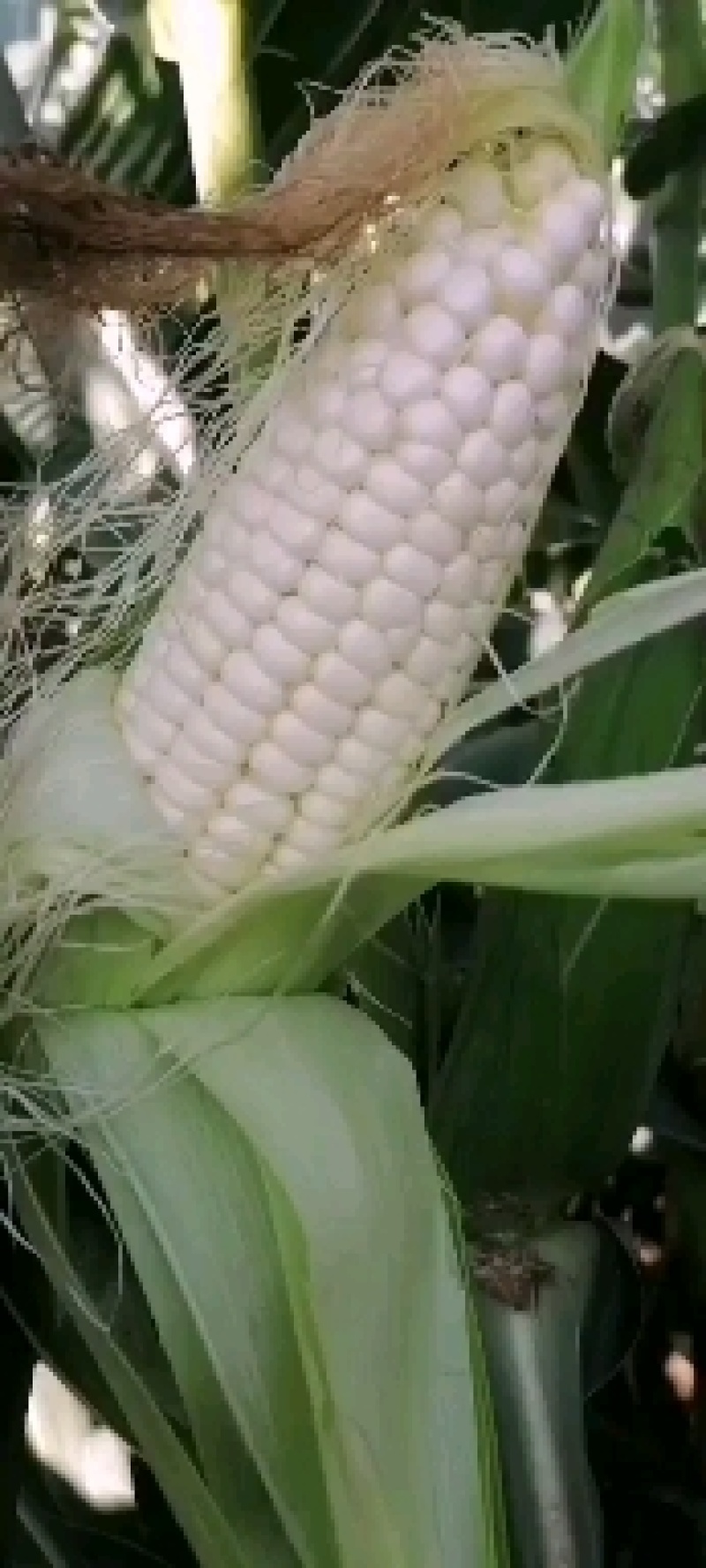 万糯2000