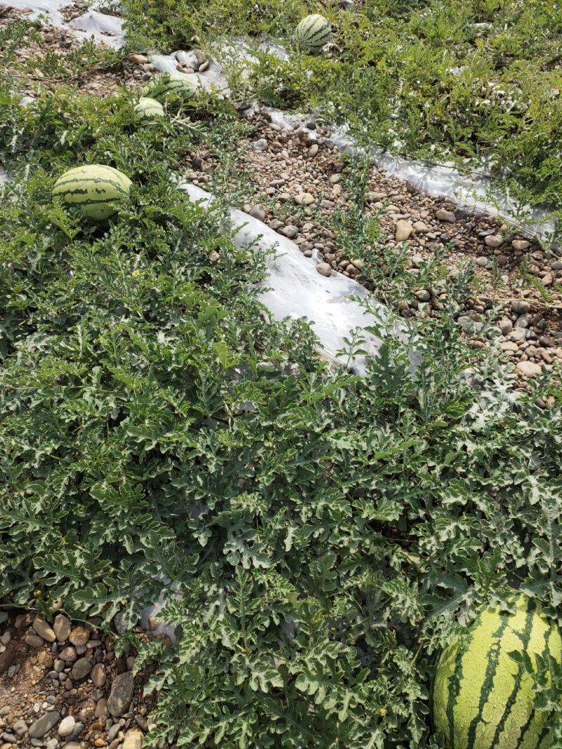金花一号西瓜，已经上市了，欢迎新朋友，长期合作，代发，
