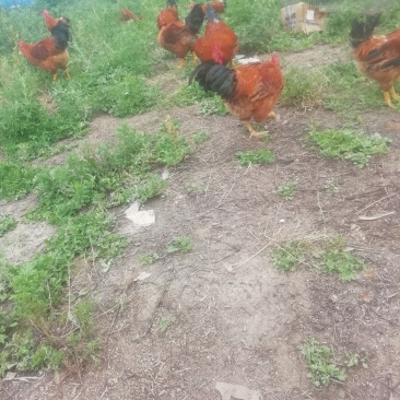 散养土鸡大公鸡时间长老鸡