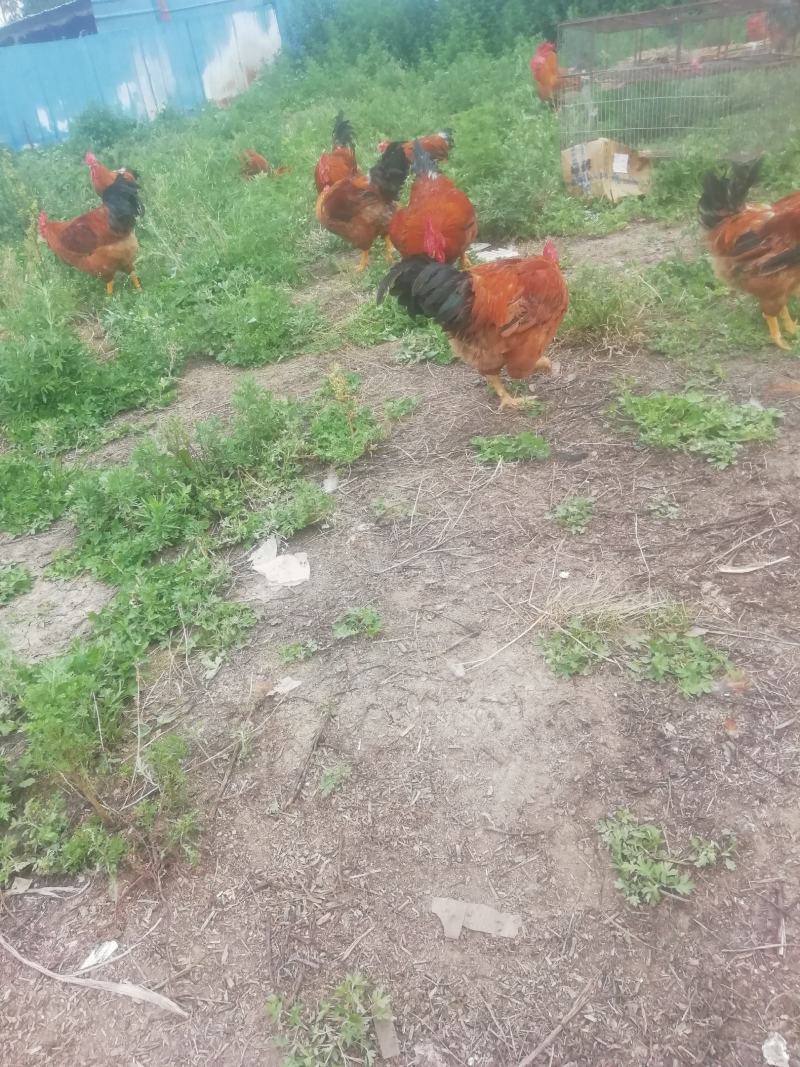 散养土鸡大公鸡时间长老鸡