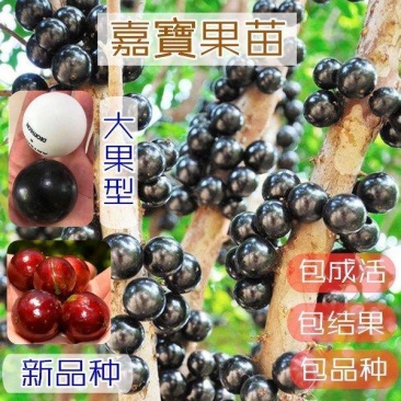 加宝果、树葡萄苗50公分至2米宽棚，四季、沙巴、艾斯卡等