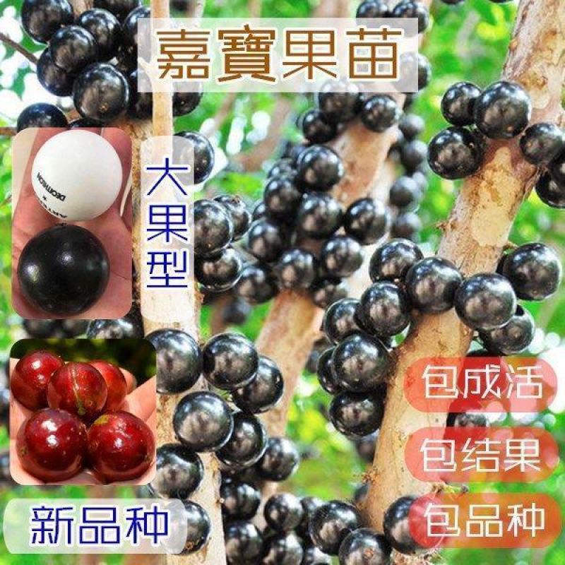 加宝果、树葡萄苗50公分至2米宽棚，四季、沙巴、艾斯卡等