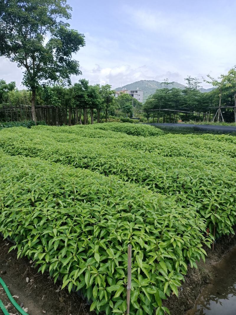 香樟树苗营养杯新壮苗，产地直销，大量供应