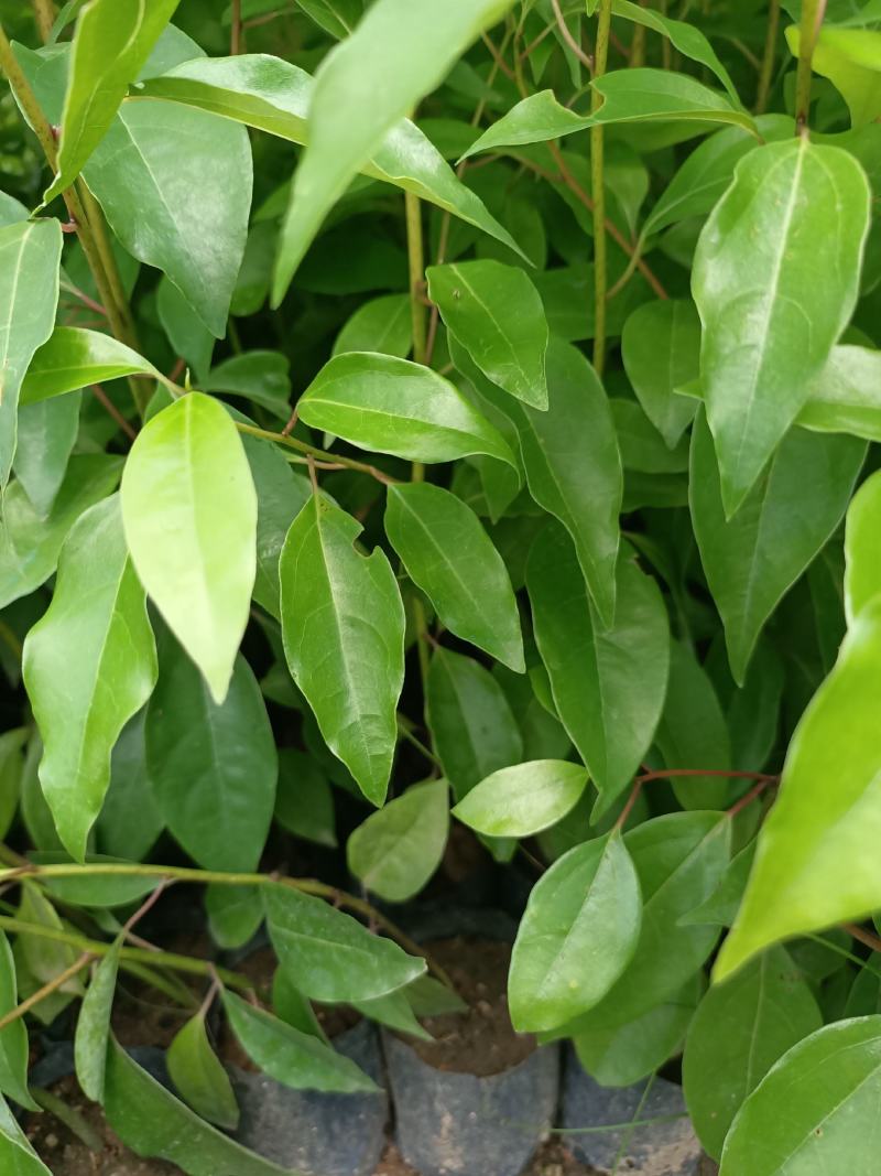 香樟树苗营养杯新壮苗，产地直销，大量供应