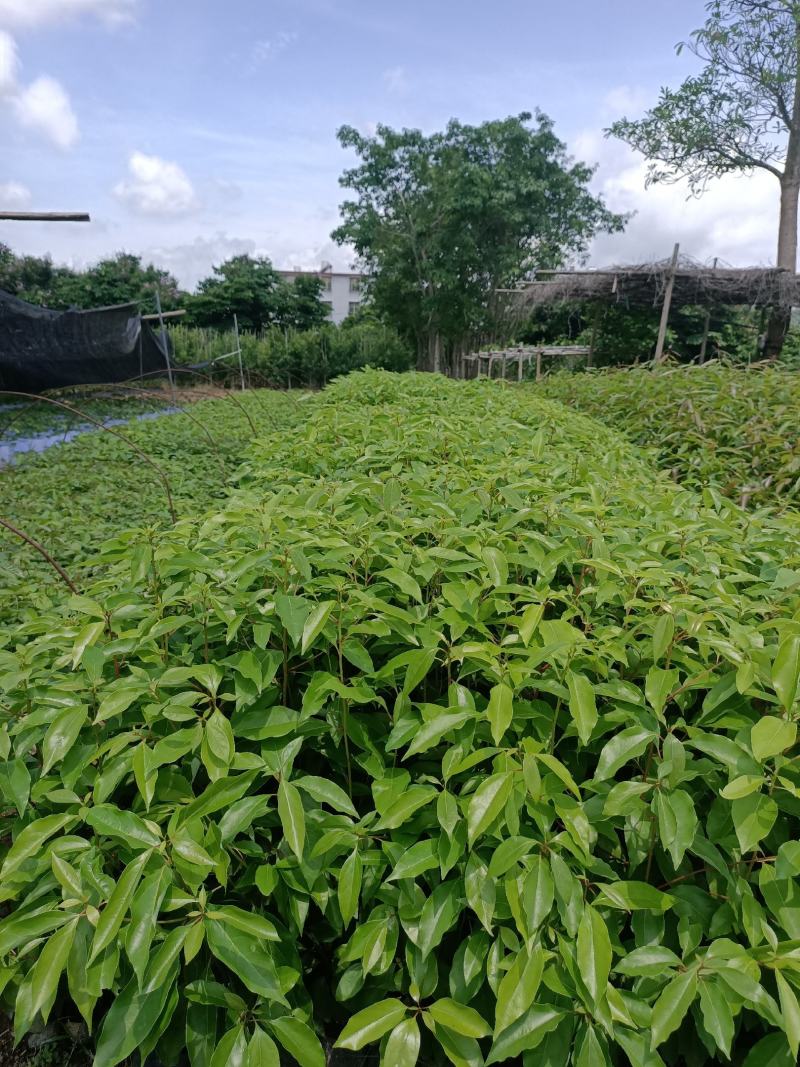 香樟树苗营养杯新壮苗，产地直销，大量供应