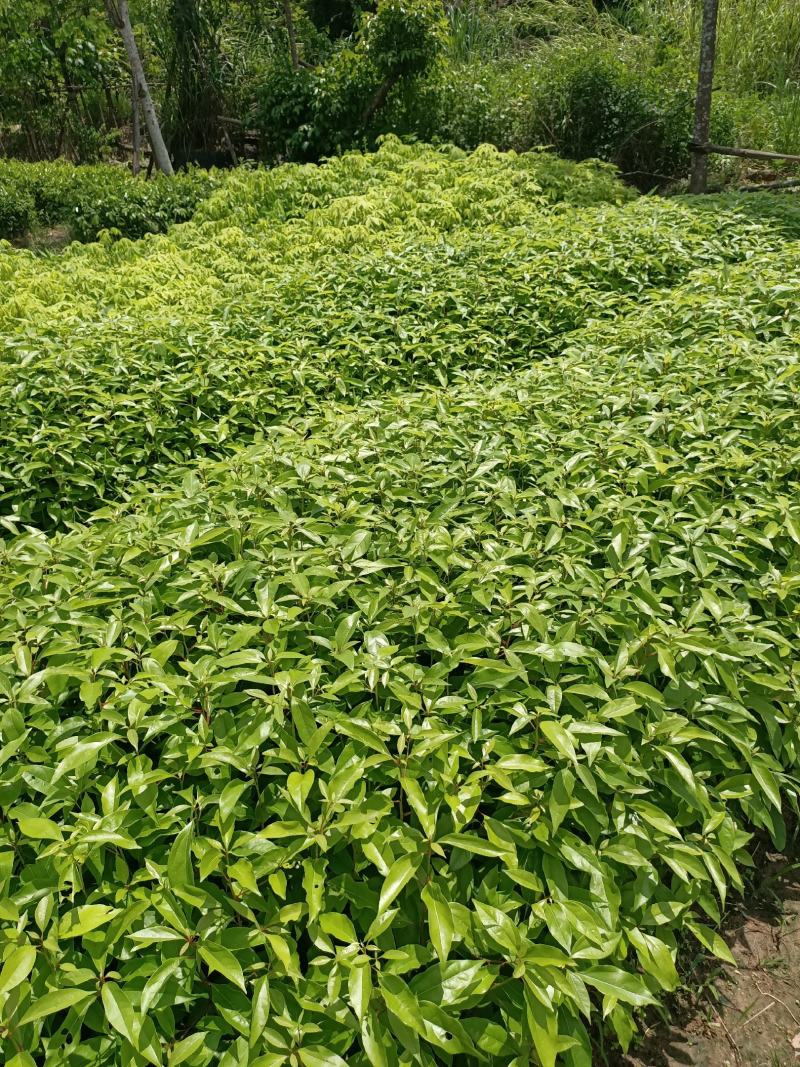 香樟树苗营养杯新壮苗，产地直销，大量供应