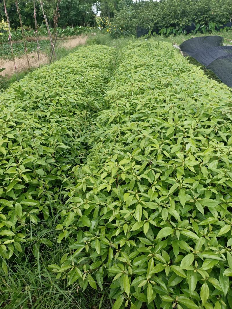 香樟树苗营养杯新壮苗，产地直销，大量供应