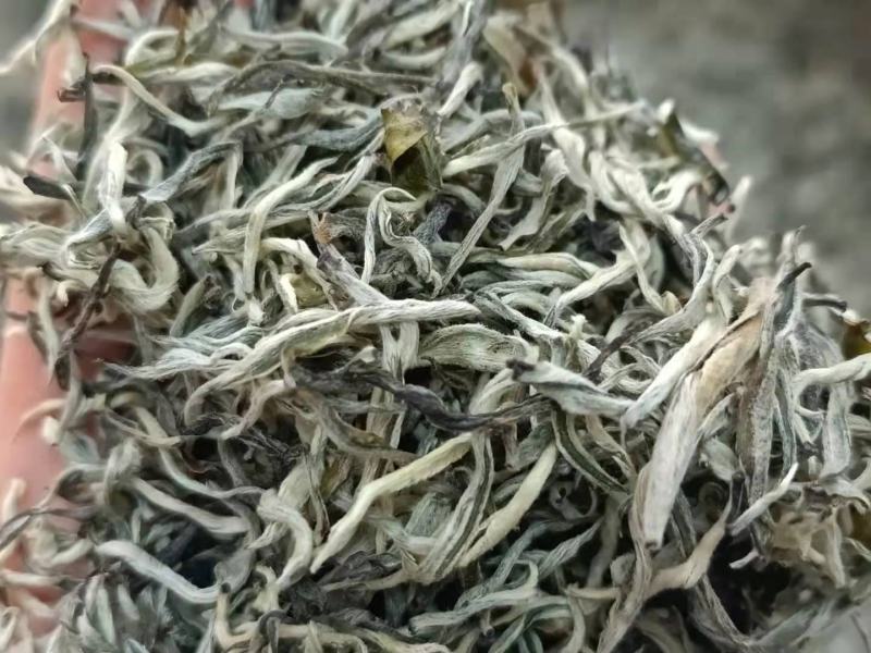 2021年滇绿绿茶单芽银丝