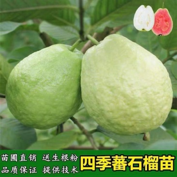 西瓜红番石榴苗，保证正品当年挂果，带叶带杯发货