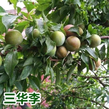 李子苗中杯苗，三华李(正宗嫁接苗，带杯带叶发苗)