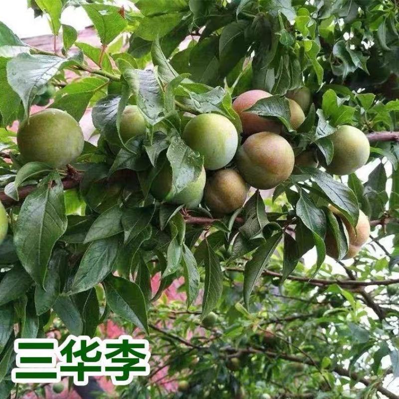 李子苗中杯苗，三华李(正宗嫁接苗，带杯带叶发苗)