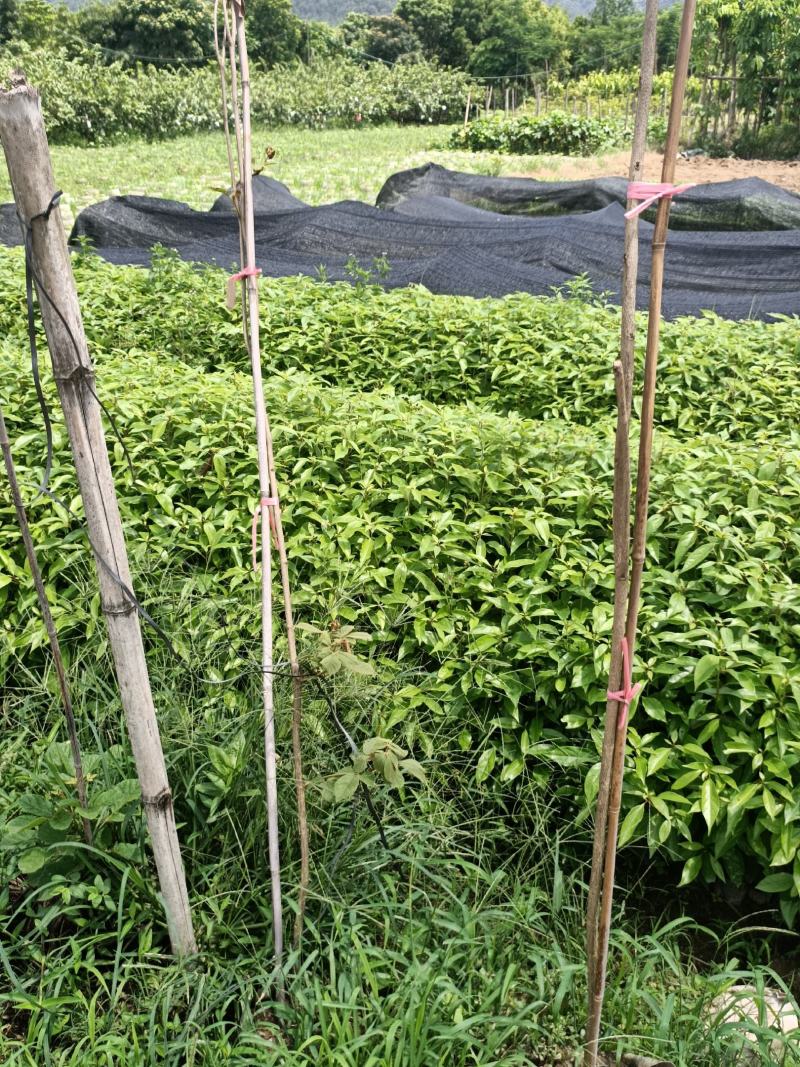 李子苗中杯苗，三华李(正宗嫁接苗，带杯带叶发苗)