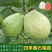 四季梨果苗，当年新壮苗当年可挂果8x10小营养杯苗