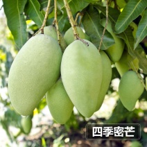 四季蜜芒果树苗(新品种四季桂果四季开花)