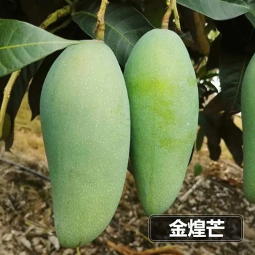 【精选】金煌芒芒果树苗产地直销，正宗嫁接营养杯苗大量上市