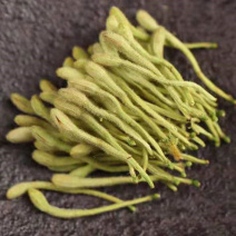 带绒毛金银花新货金银花茶干金银花带绒金银花花草茶无硫带绒