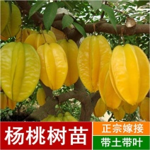 保证正品甜杨桃果树苗(四季结果)原土杯带叶带原土发苗