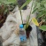 水生植物苗木白洋淀水生植物净化水质抗旱欢迎进店选购