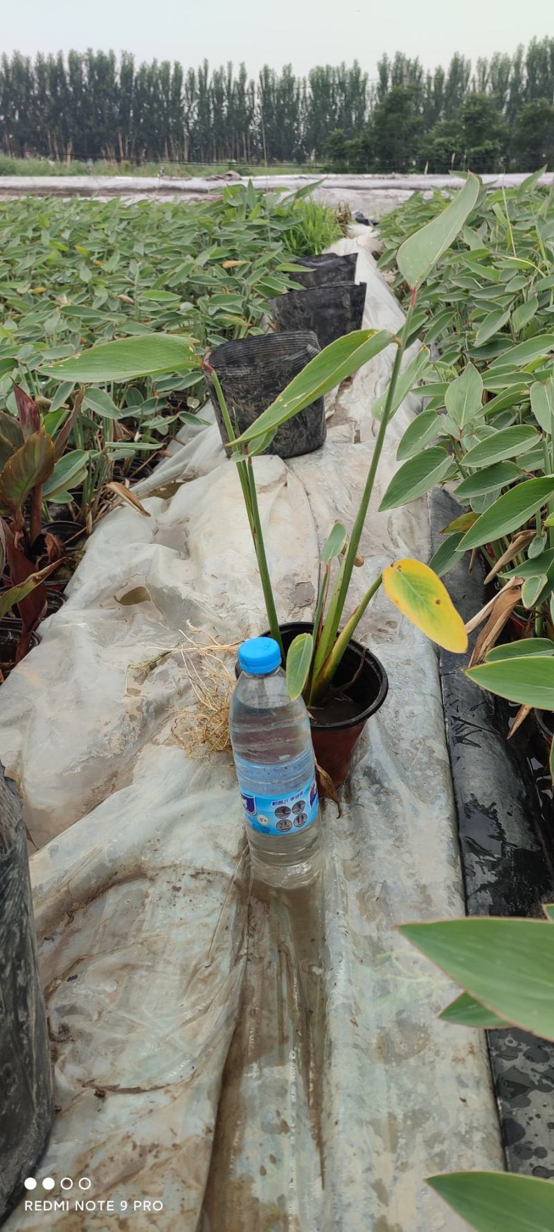 水生植物苗木白洋淀水生植物净化水质抗旱欢迎进店选购
