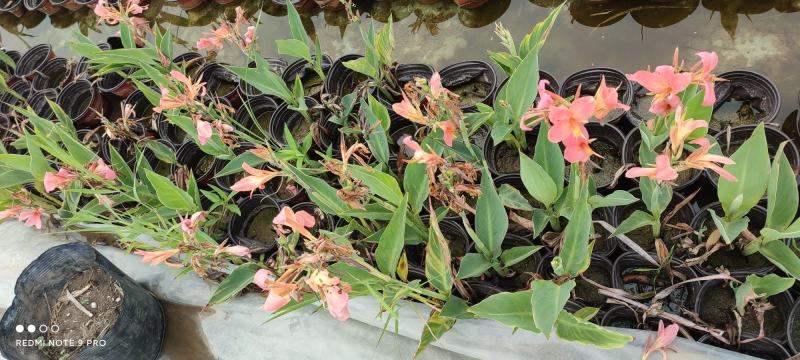 水生植物苗木白洋淀水生植物净化水质抗旱欢迎进店选购