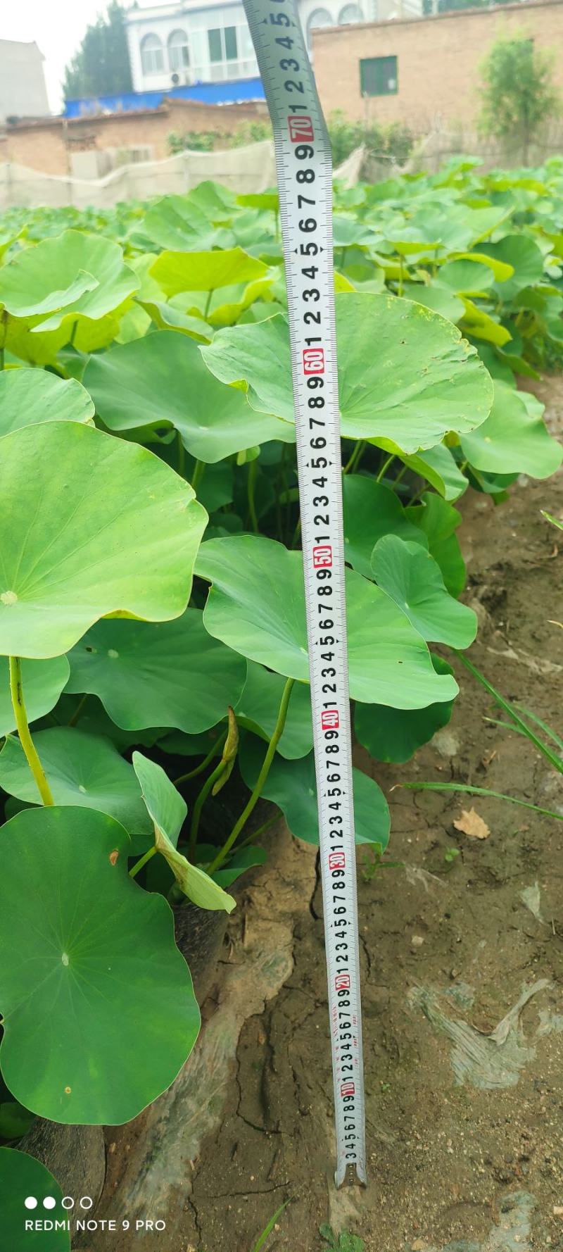 水生植物苗木白洋淀水生植物净化水质抗旱欢迎进店选购