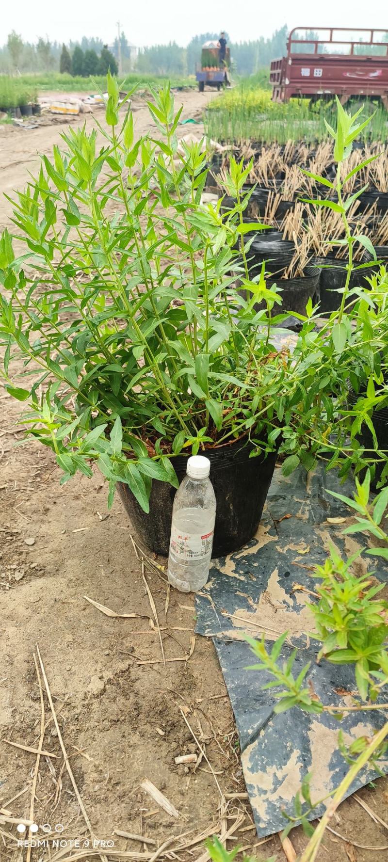 水生植物苗木白洋淀水生植物净化水质抗旱欢迎进店选购