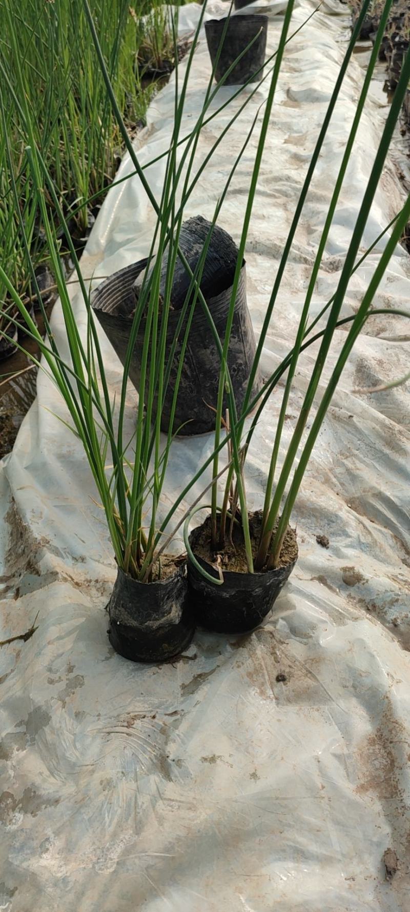 水生植物苗木白洋淀水生植物净化水质抗旱欢迎进店选购