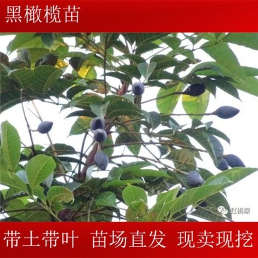 黑橄榄苗(嫁接苗)直生苗，带叶，带杯发货