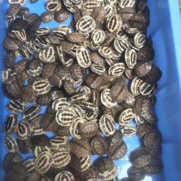 南种石龟碌仔，批发零售，1两起都有，想要的详情咨询客服