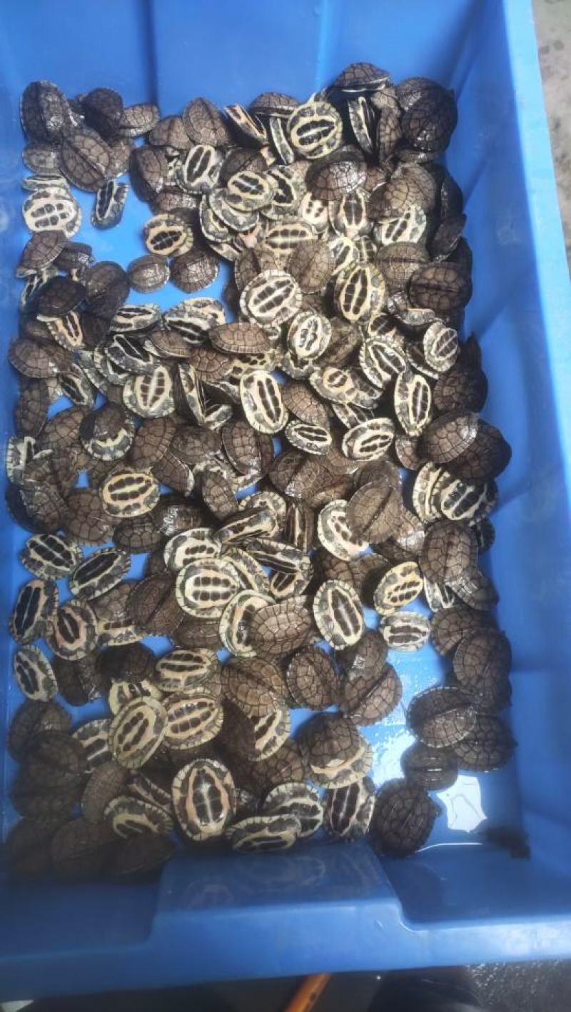 南种石龟碌仔，批发零售，1两起都有，想要的详情咨询客服