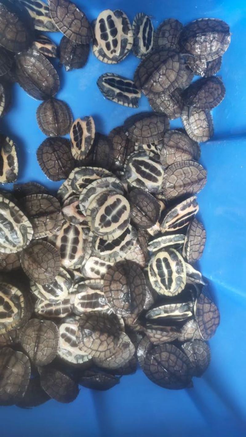 南种石龟碌仔，批发零售，1两起都有，想要的详情咨询客服