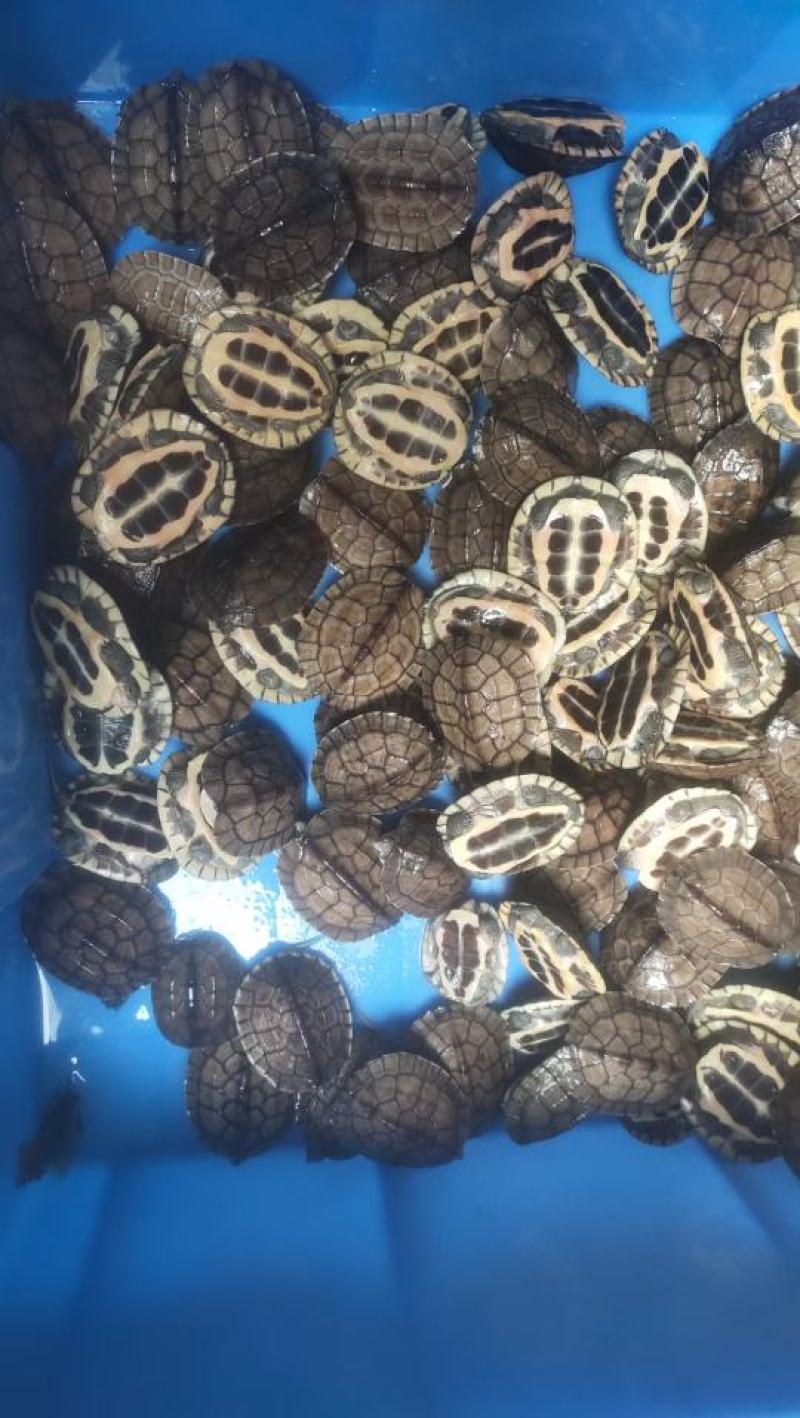 南种石龟碌仔，批发零售，1两起都有，想要的详情咨询客服