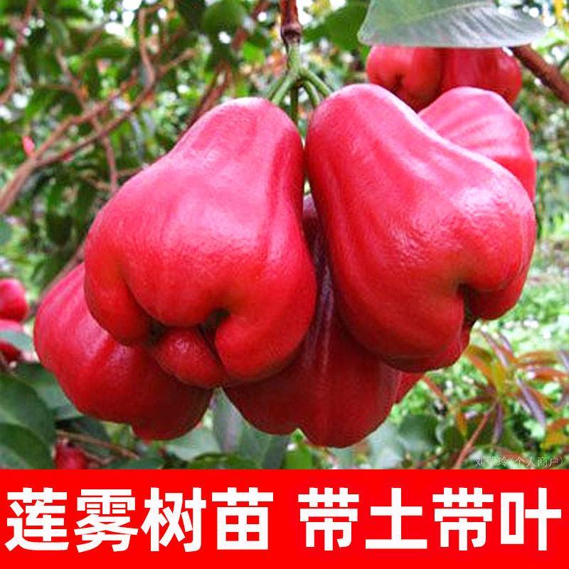 莲雾果树苗(大称砣)0.6米高左右中杯苗次年可结果