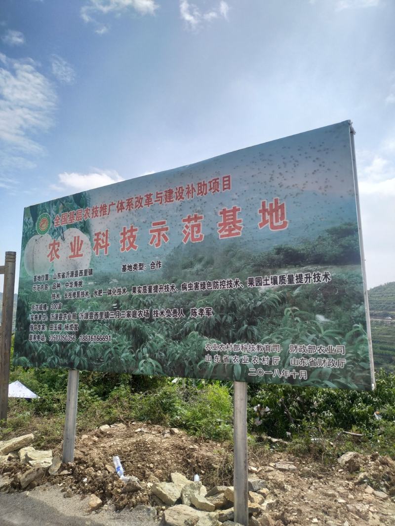 精品黄油桃，红油桃，对接各大电商，保证质量。