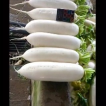 白萝卜